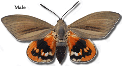 papillon male